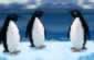 Penguen z�platma